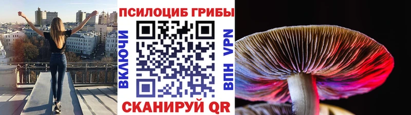 omg как зайти  Елец  Псилоцибиновые грибы GOLDEN TEACHER 